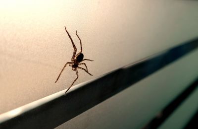 Cross Spider Extermination in Fort Worth, TX