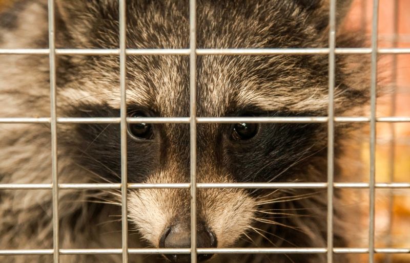 What To Expect During A Professional Wildlife Removal Visit