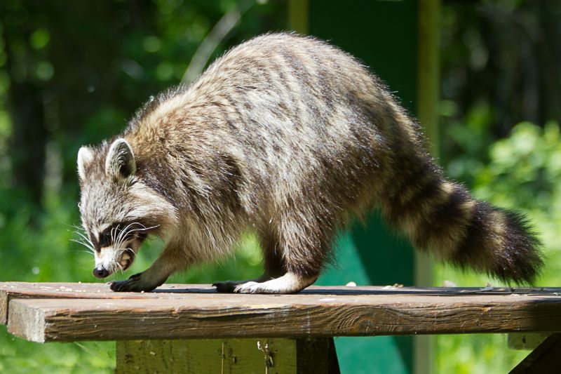 What To Expect During Professional Wildlife Removal Service