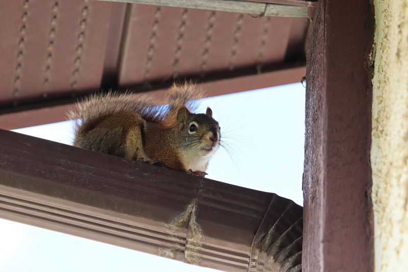 Squirrel Entry