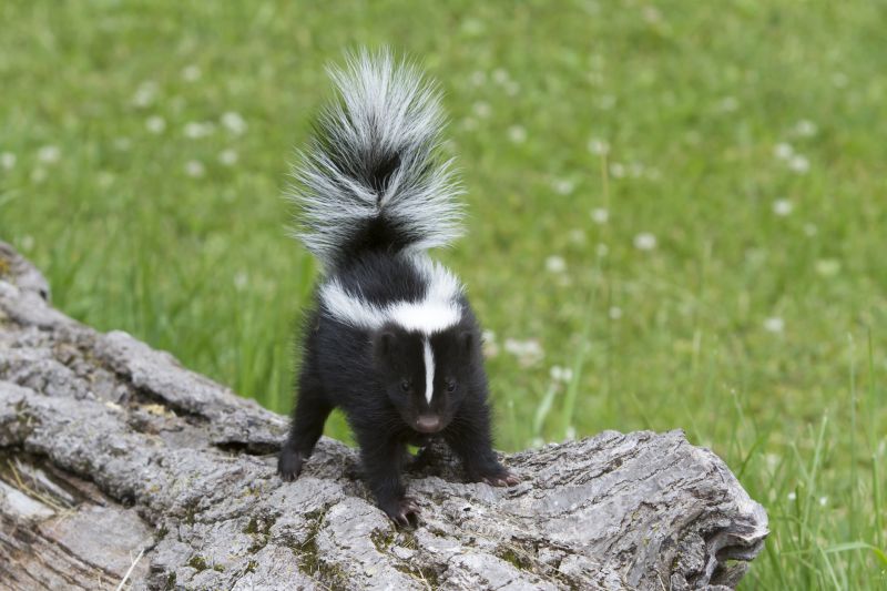 Skunks