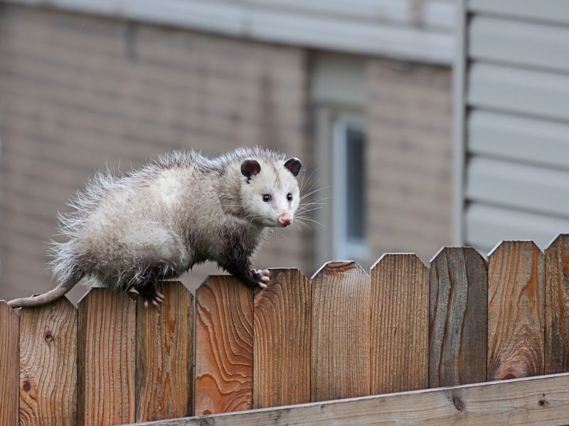 Opossums